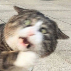 Meet your Posher, Dotty